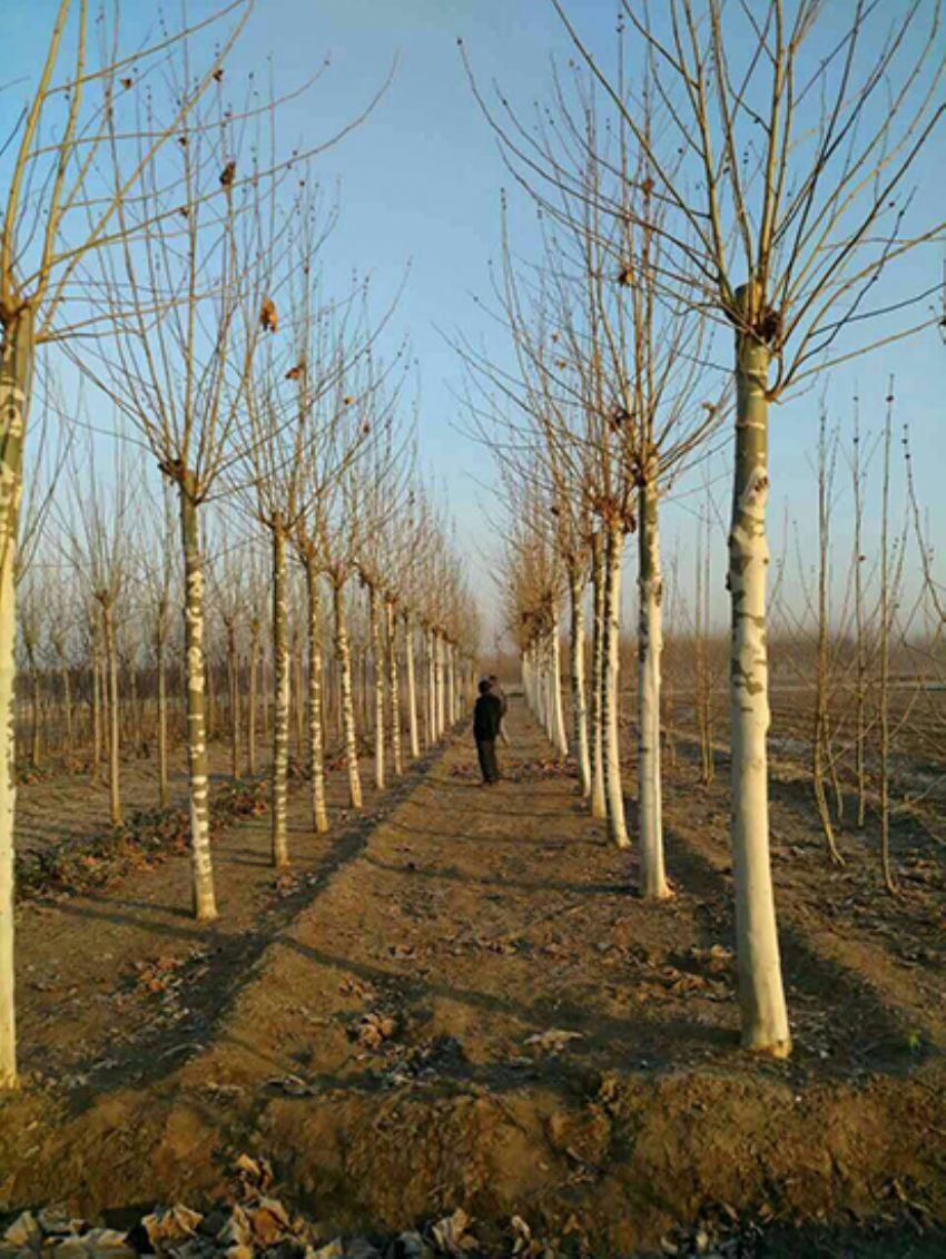 點擊查看詳細信息<br>標題：法桐 閱讀次數(shù)：3177